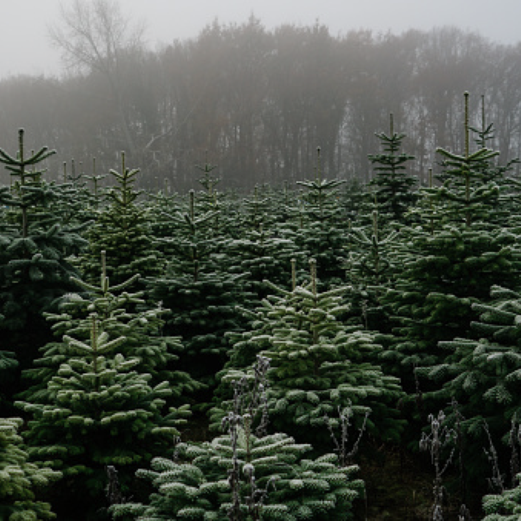 Fraser Fir Christmas Tree Farm