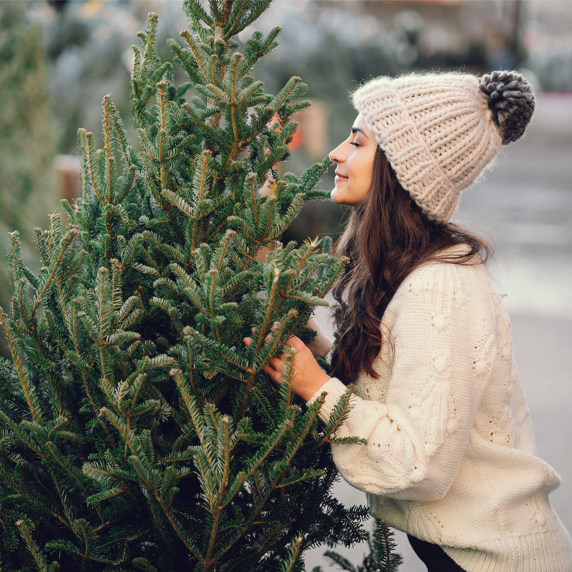 Fresh-Cut Fraser Fir Christmas Tree