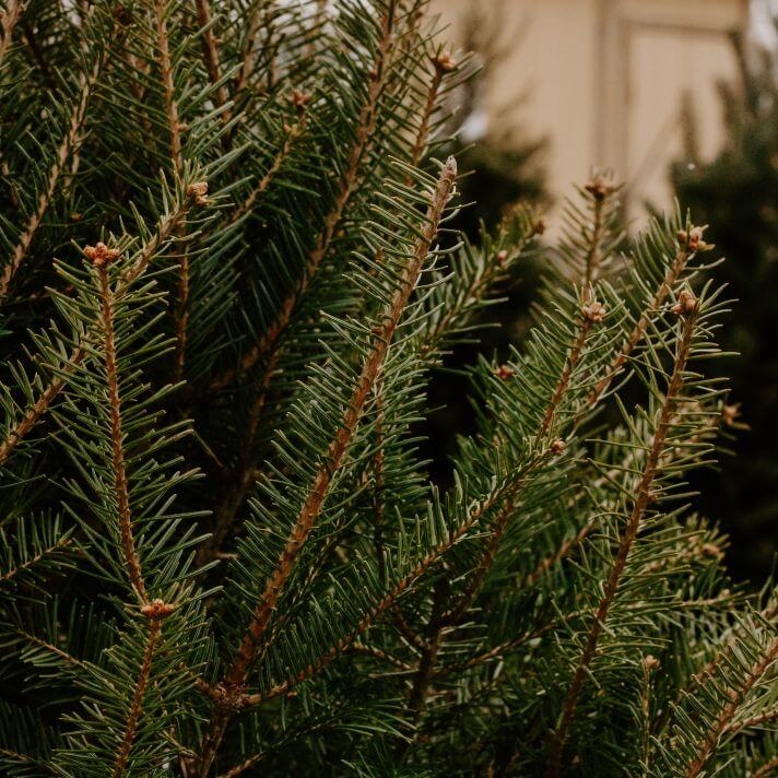 About | Fraser Fir Christmas Tree Farm | Buy Christmas Trees