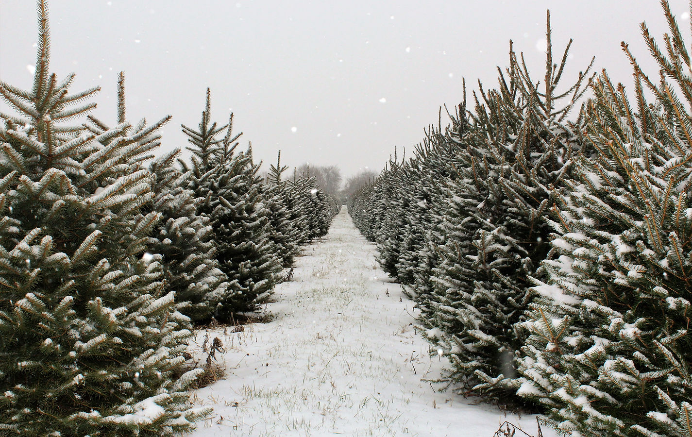 Fresh Fraser Fir Christmas Trees